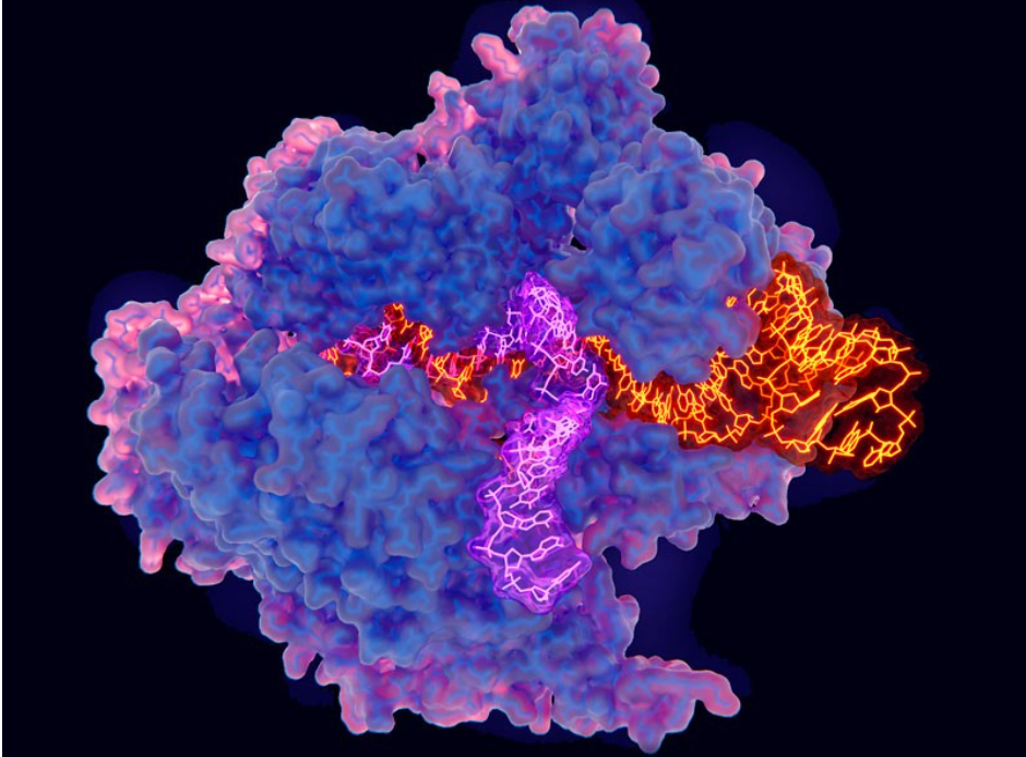 超精密 CRISPR 基因编辑工具将解决棘手的遗传病DMD, 肌营养不良，肌肉萎缩，杜氏肌营养不良至爱杜氏肌营养不良关爱中心