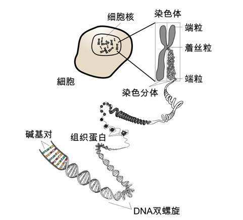 遗传常识-纯合/杂合/半合子DMD, 肌营养不良，肌肉萎缩，杜氏肌营养不良至爱杜氏肌营养不良关爱中心